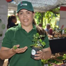 IPTA Entrega 300 Plantines de Frutilla a Productores de Areguá para Fortalecer la Agricultura Local