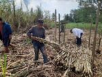 Jornada de Capacitación Técnica Demostrativa enfocada en la cosecha de caña de azúcar