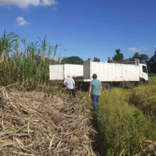 Entrega de semillas de caña de azúcar