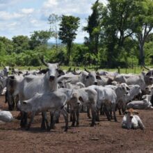 Jornada demostrativa de inseminación artificial