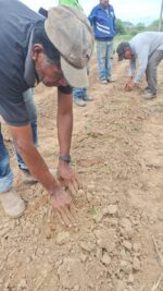 Instalación de semillero de batata